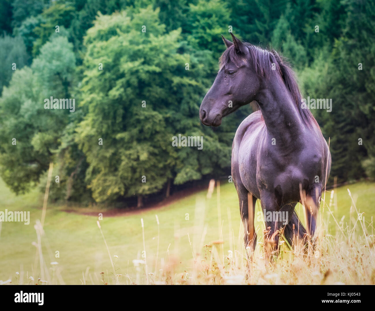 black arabian / freesian mix pony in the pasture Stock Photo