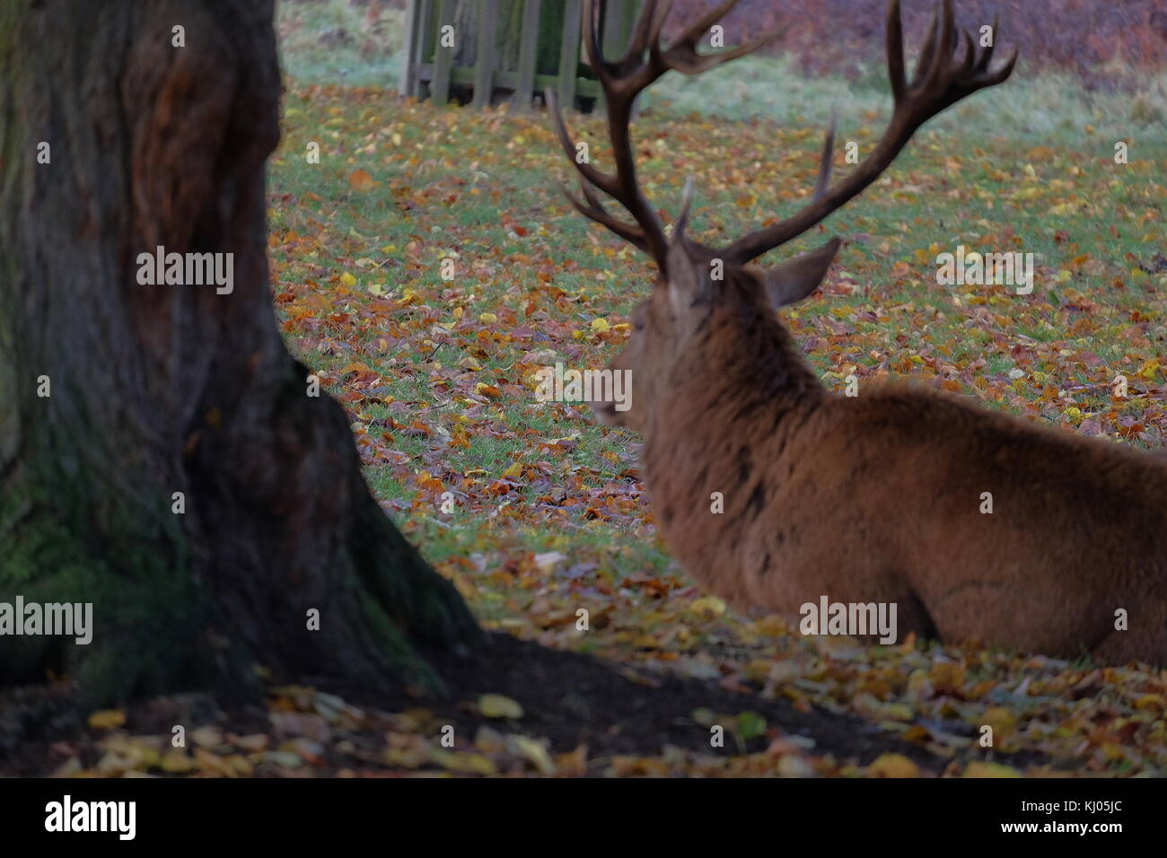 red deer bushy park Stock Photo - Alamy
