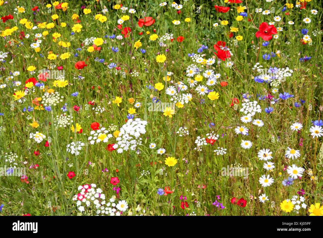 Meadow of Wild Flowers native to the British Isles. Stock Photo
