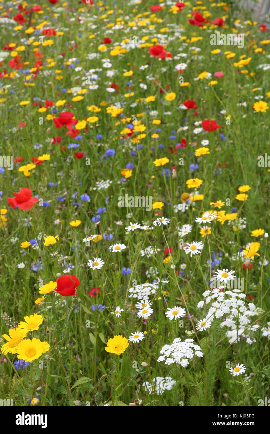 Meadow of Wild Flowers native to the British Isles. Stock Photo