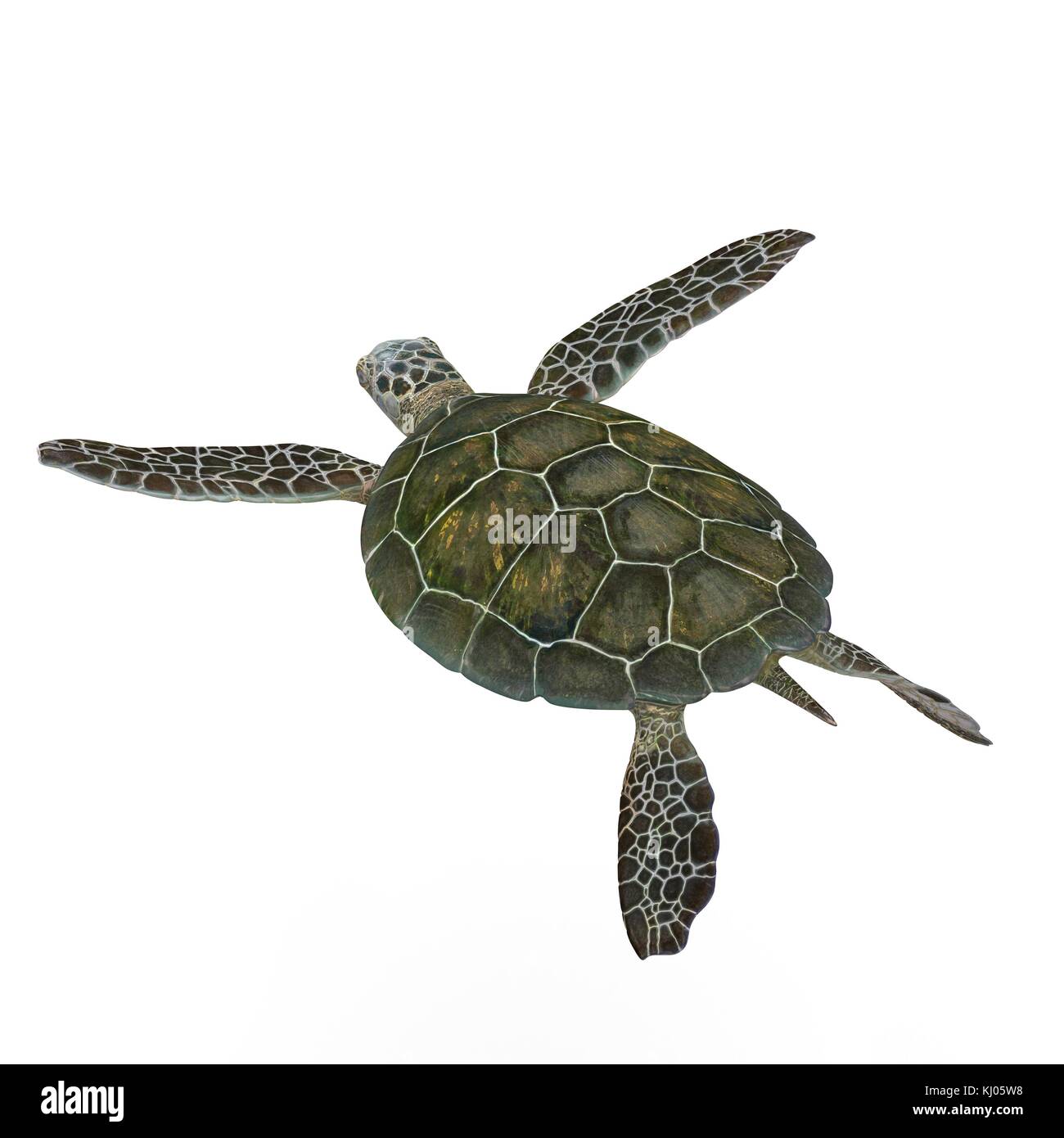 Green sea turtle isolated on a white 3D Illustration Stock Photo - Alamy