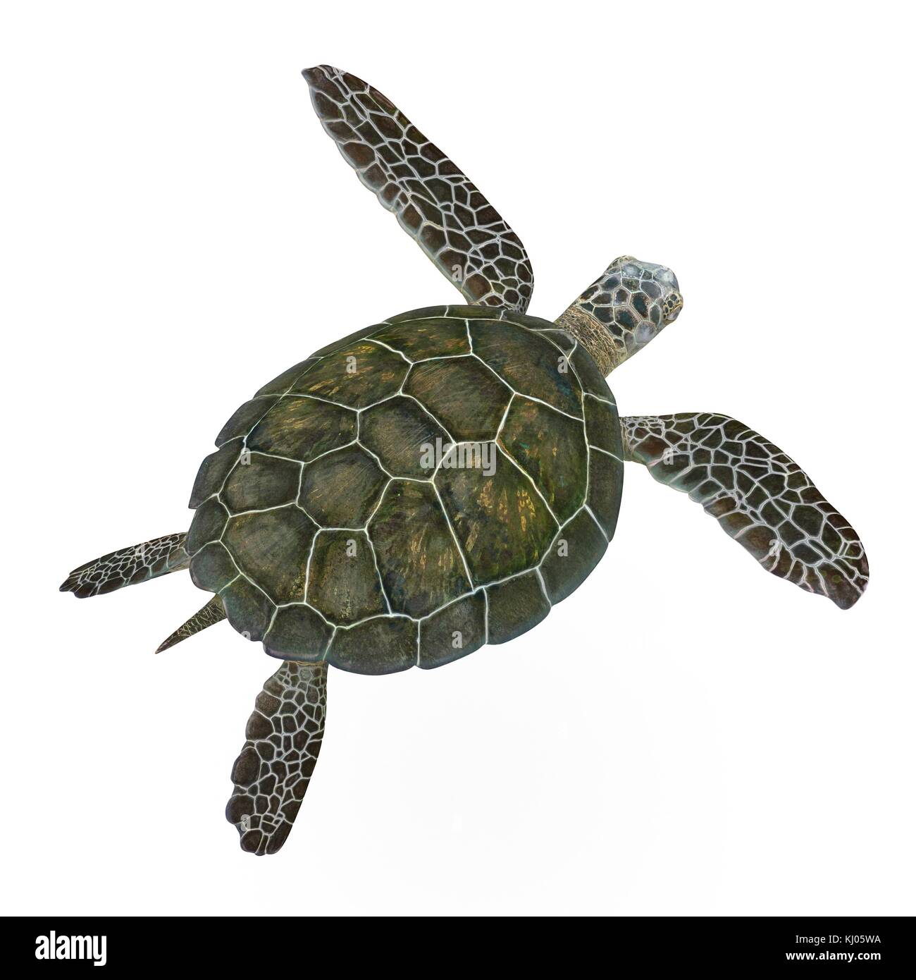 Green sea turtle isolated on a white 3D Illustration Stock Photo - Alamy