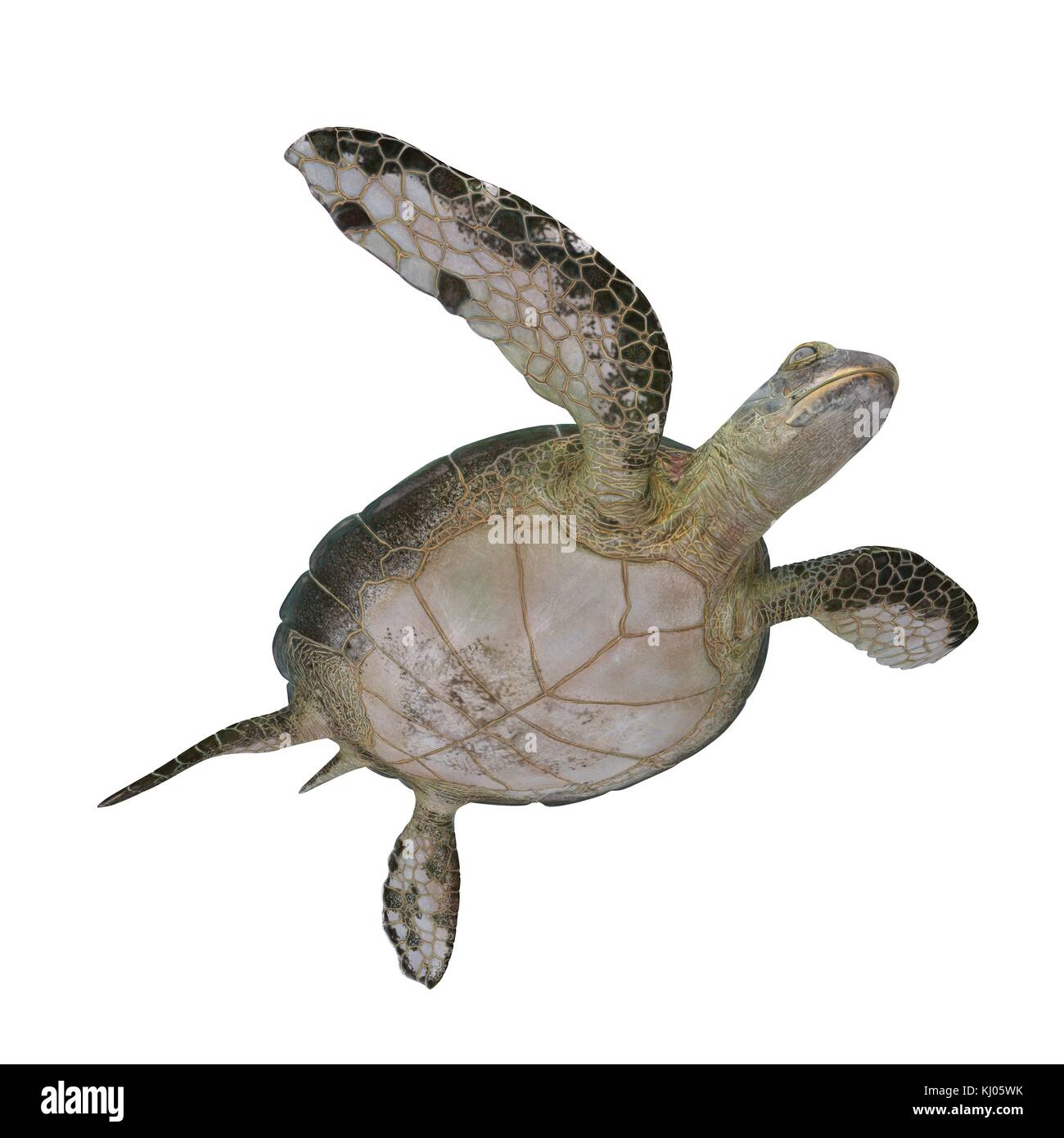 Green sea turtle isolated on a white 3D Illustration Stock Photo - Alamy