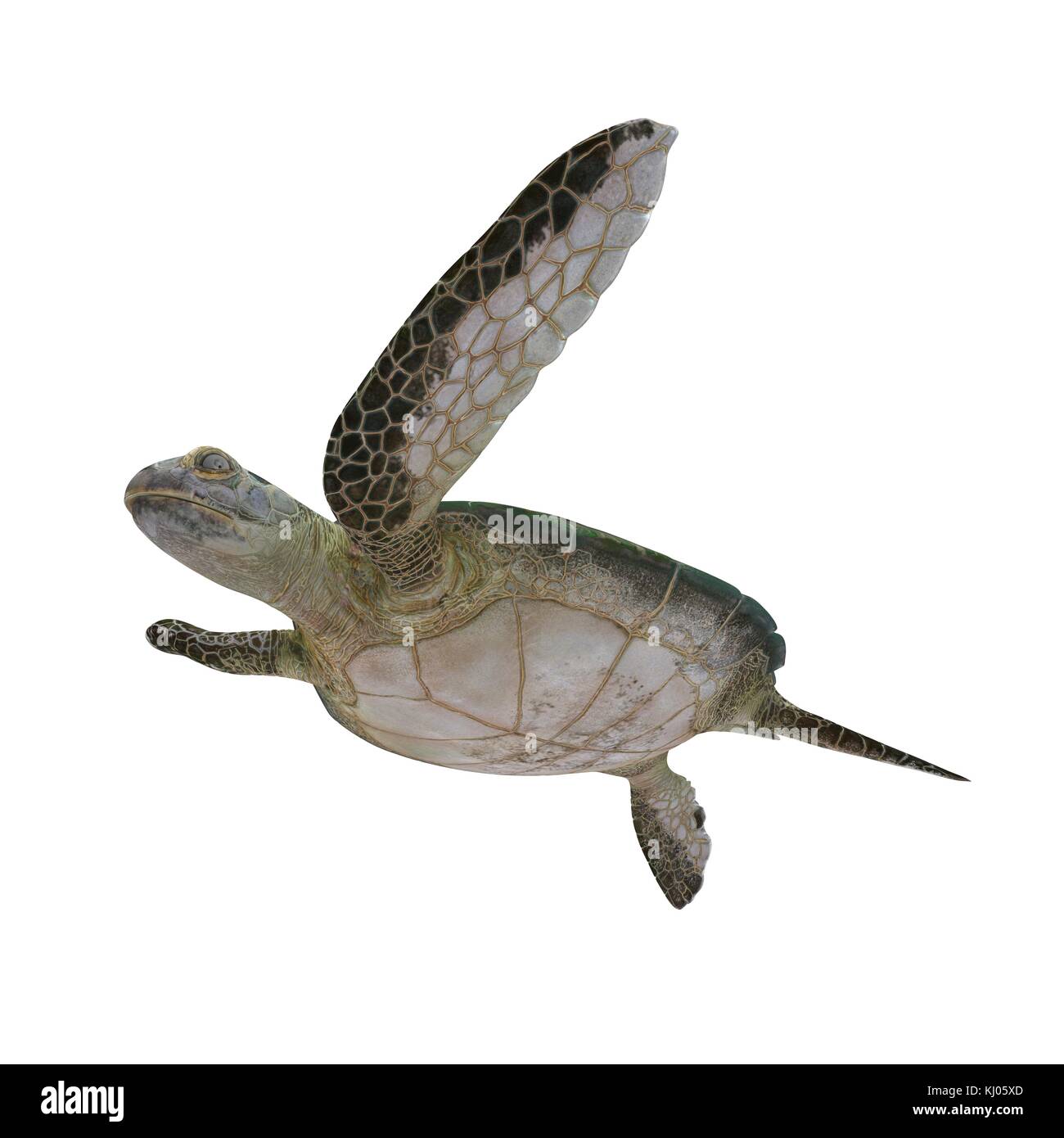 Green sea turtle isolated on a white 3D Illustration Stock Photo - Alamy