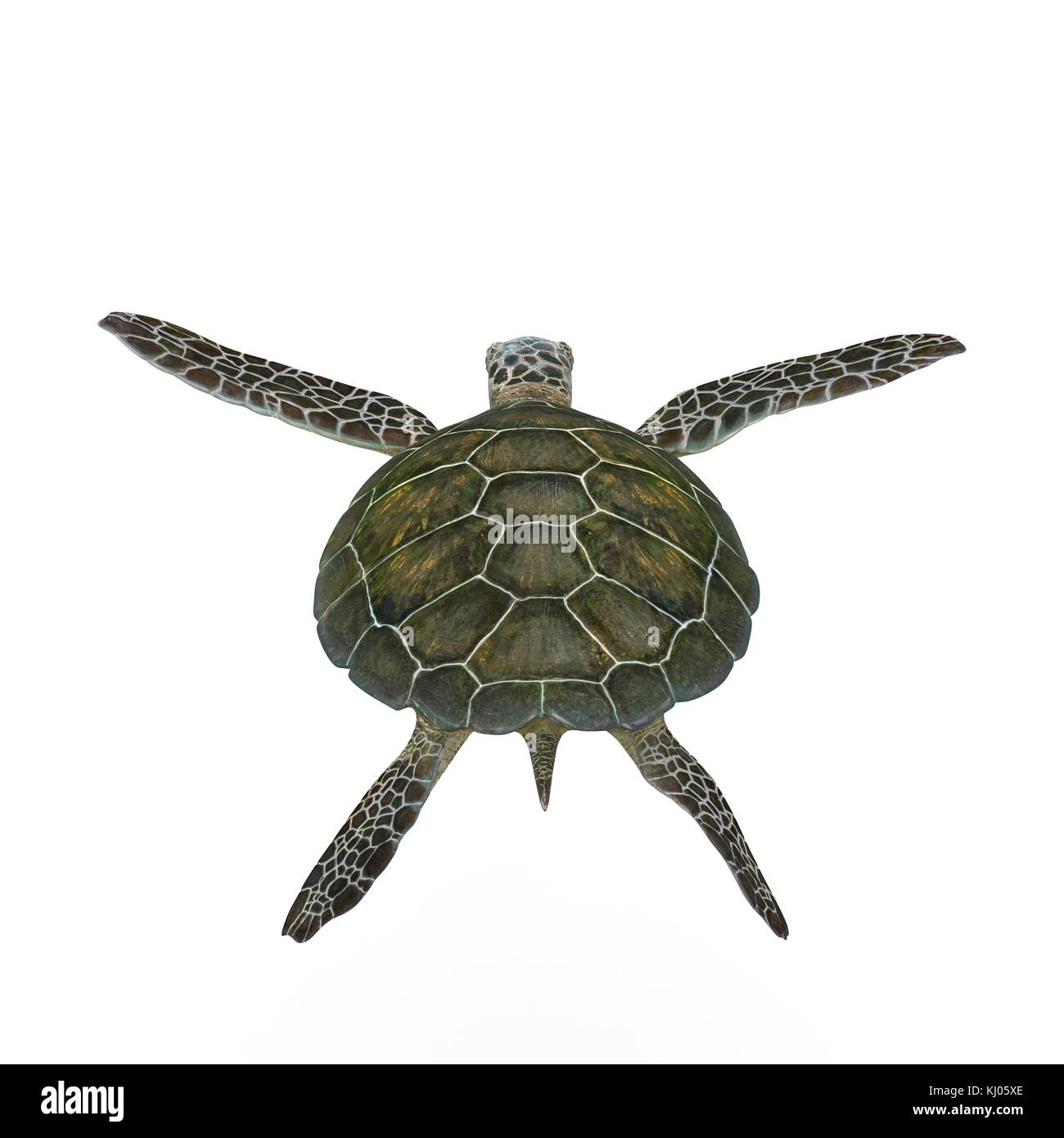 Green sea turtle isolated on a white 3D Illustration Stock Photo - Alamy