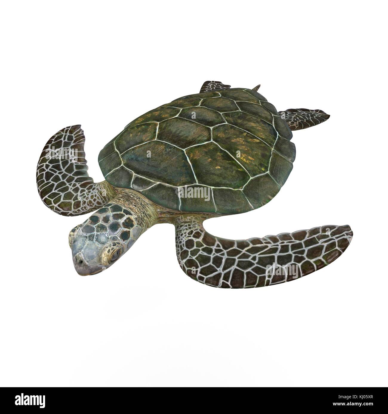 Green sea turtle isolated on a white 3D Illustration Stock Photo - Alamy