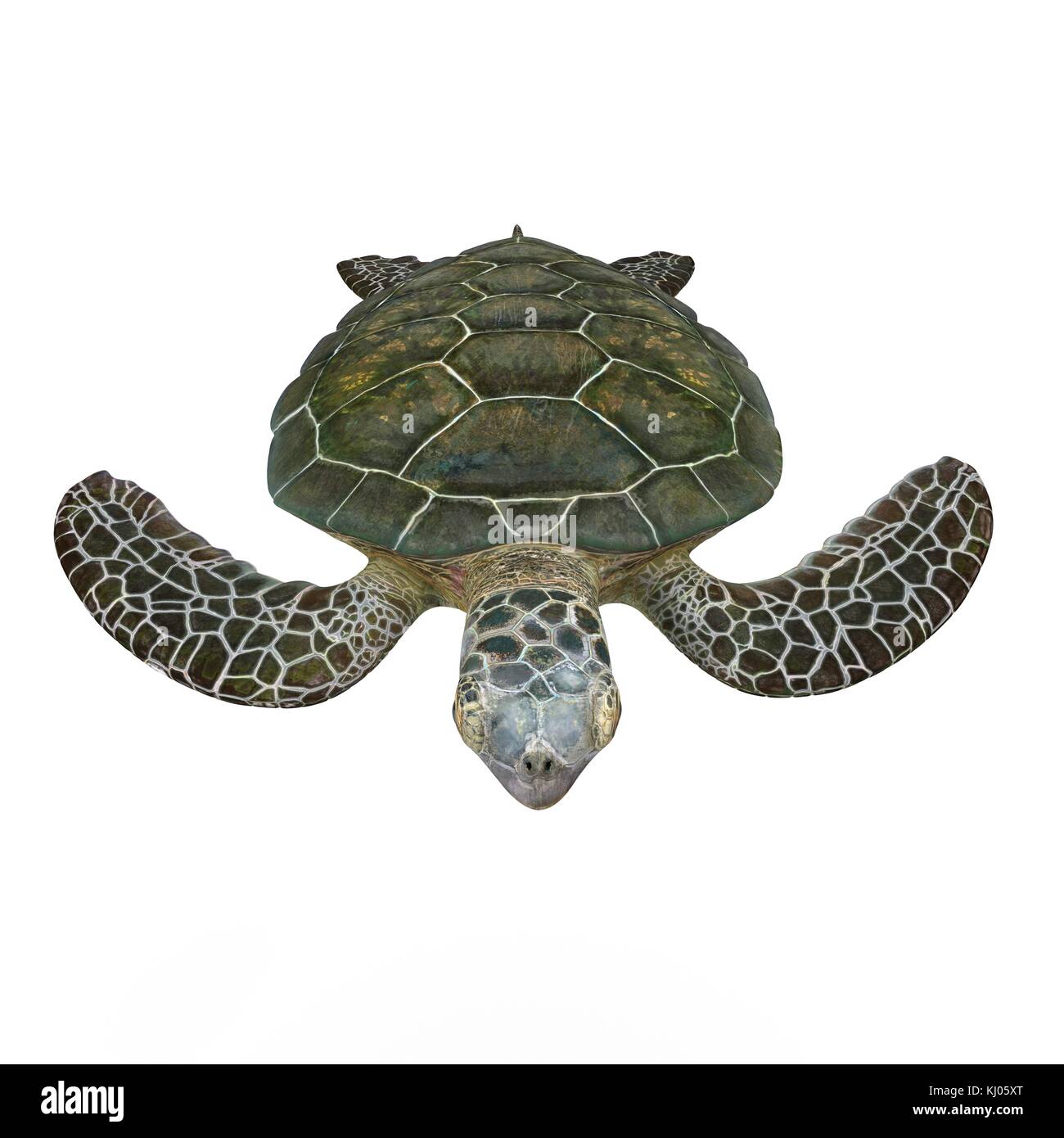 Green sea turtle isolated on a white 3D Illustration Stock Photo - Alamy