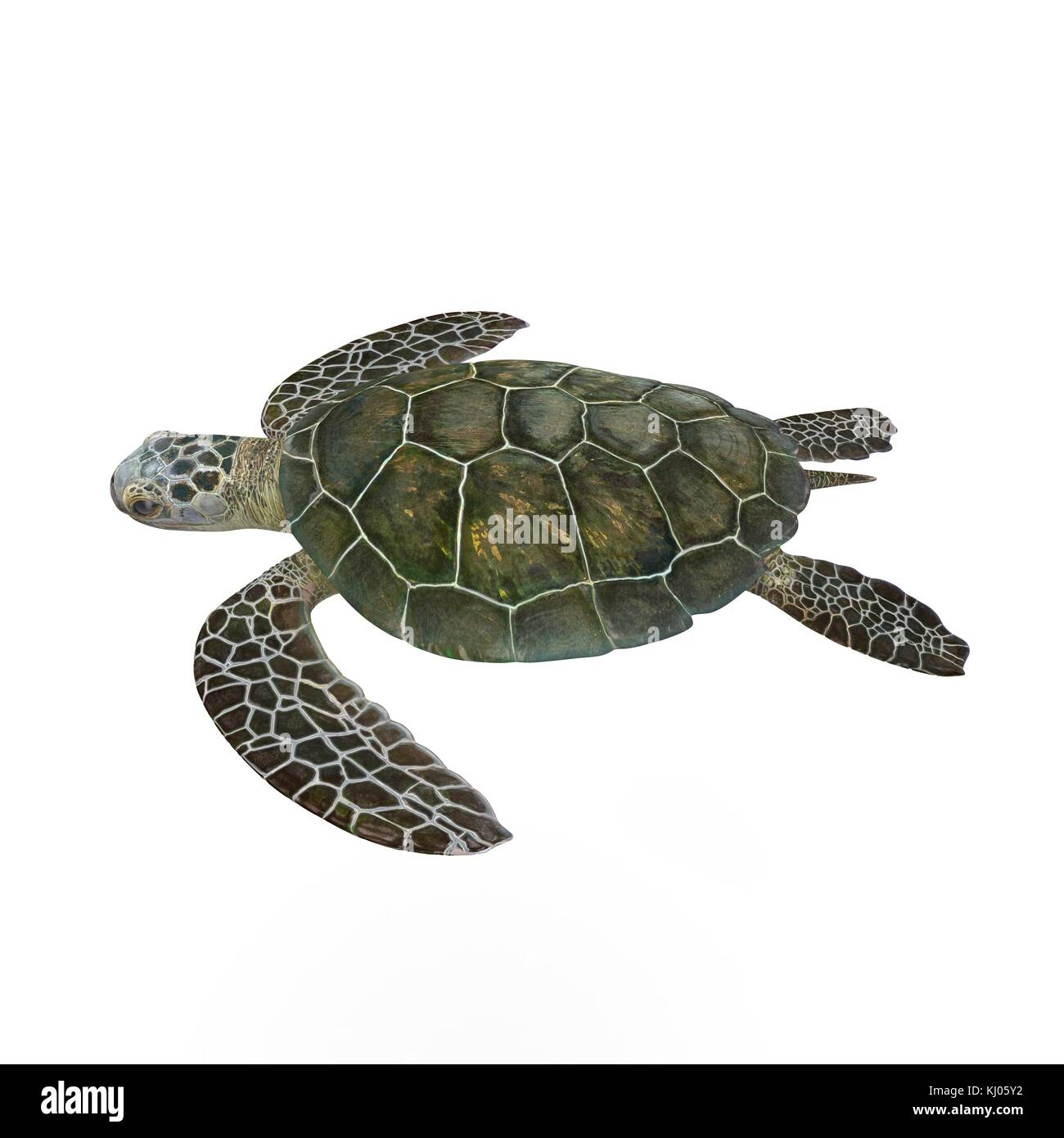 Turtle White Background