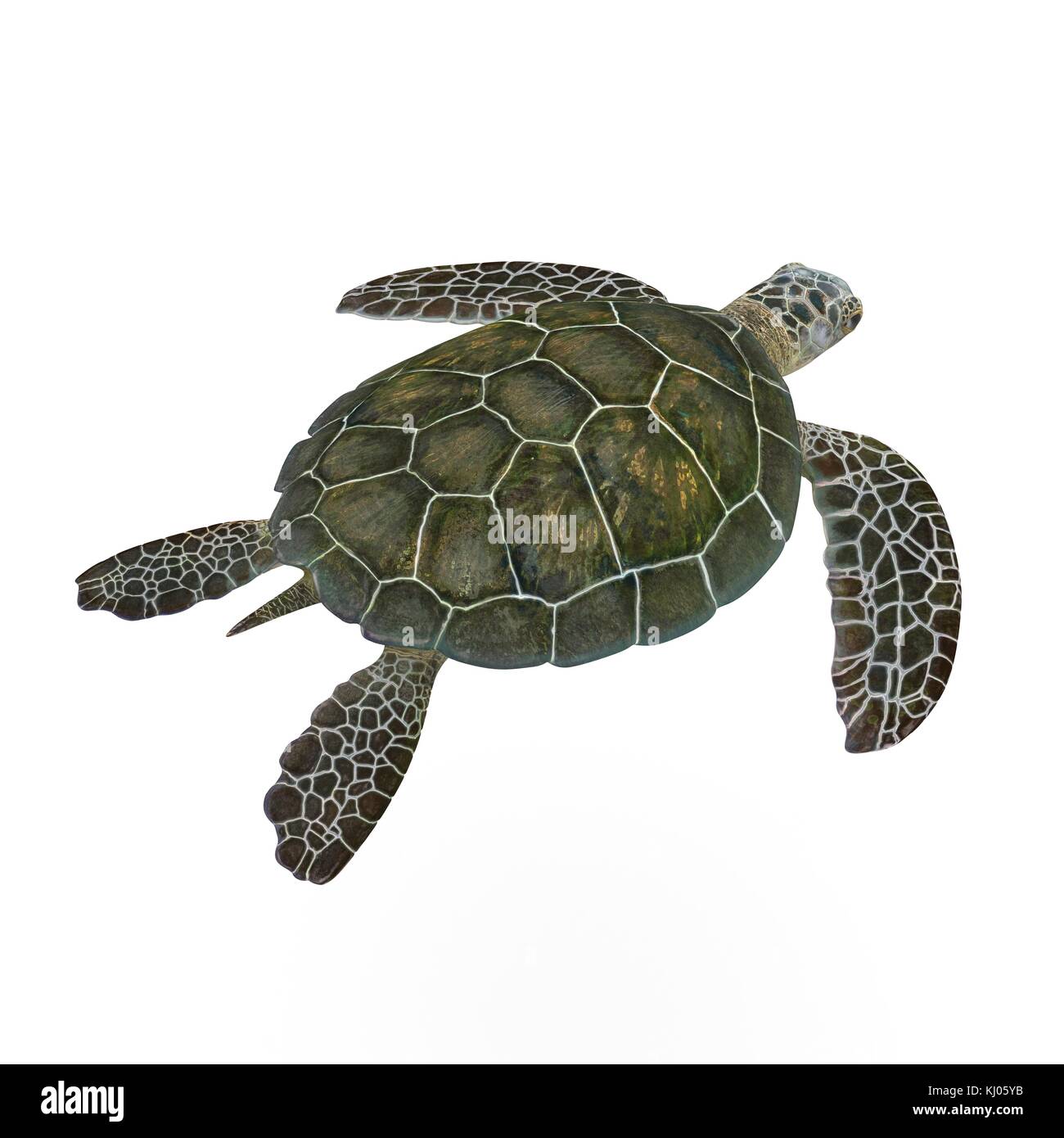 Green sea turtle isolated on a white 3D Illustration Stock Photo - Alamy