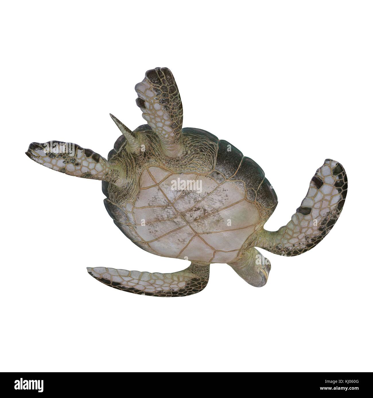 Green sea turtle isolated on a white 3D Illustration Stock Photo - Alamy