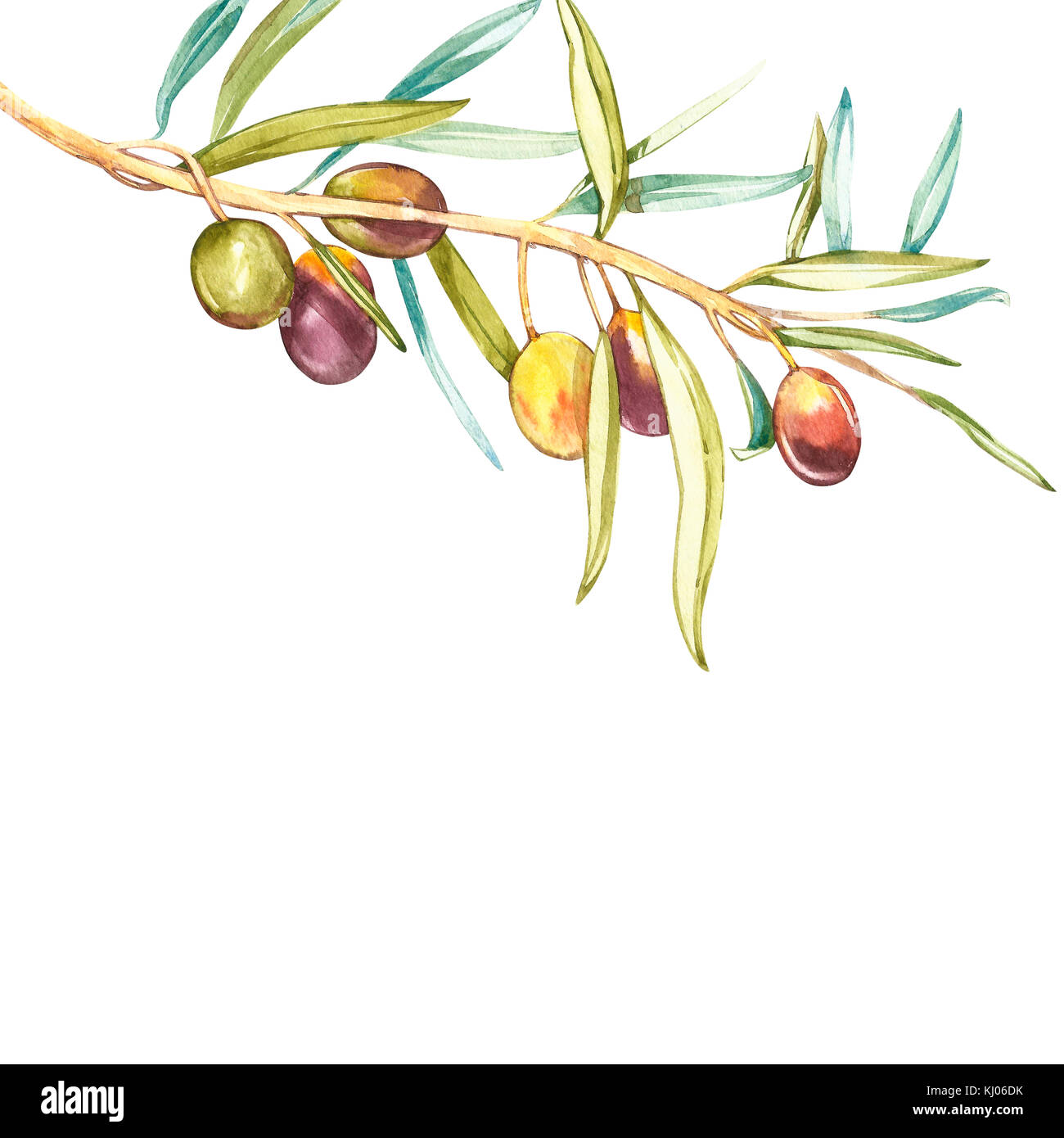 Watercolor illustration of green olives on branch. Isolated design ...
