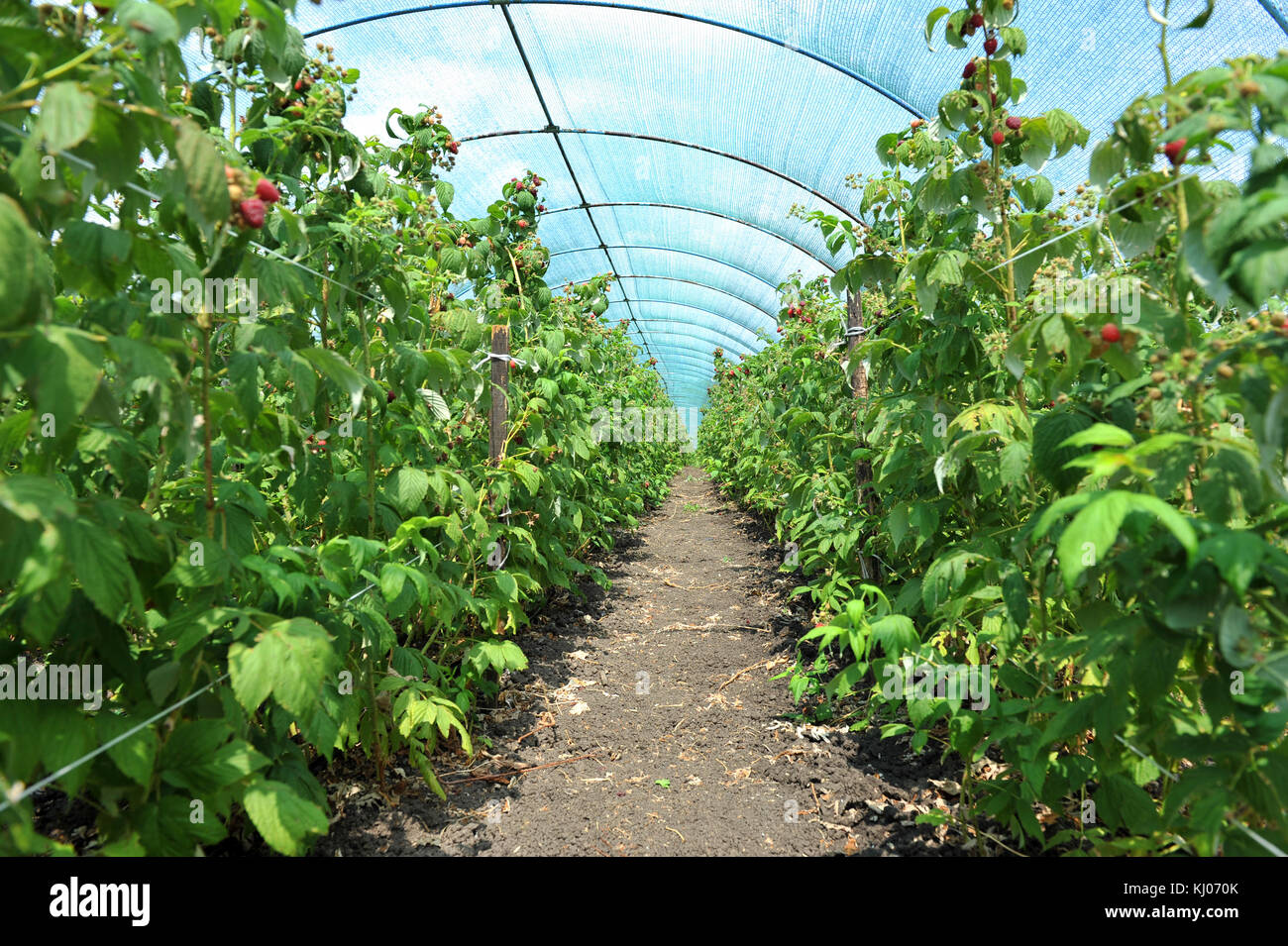 Raspberry plants in a greenhouse Stock Photo Alamy