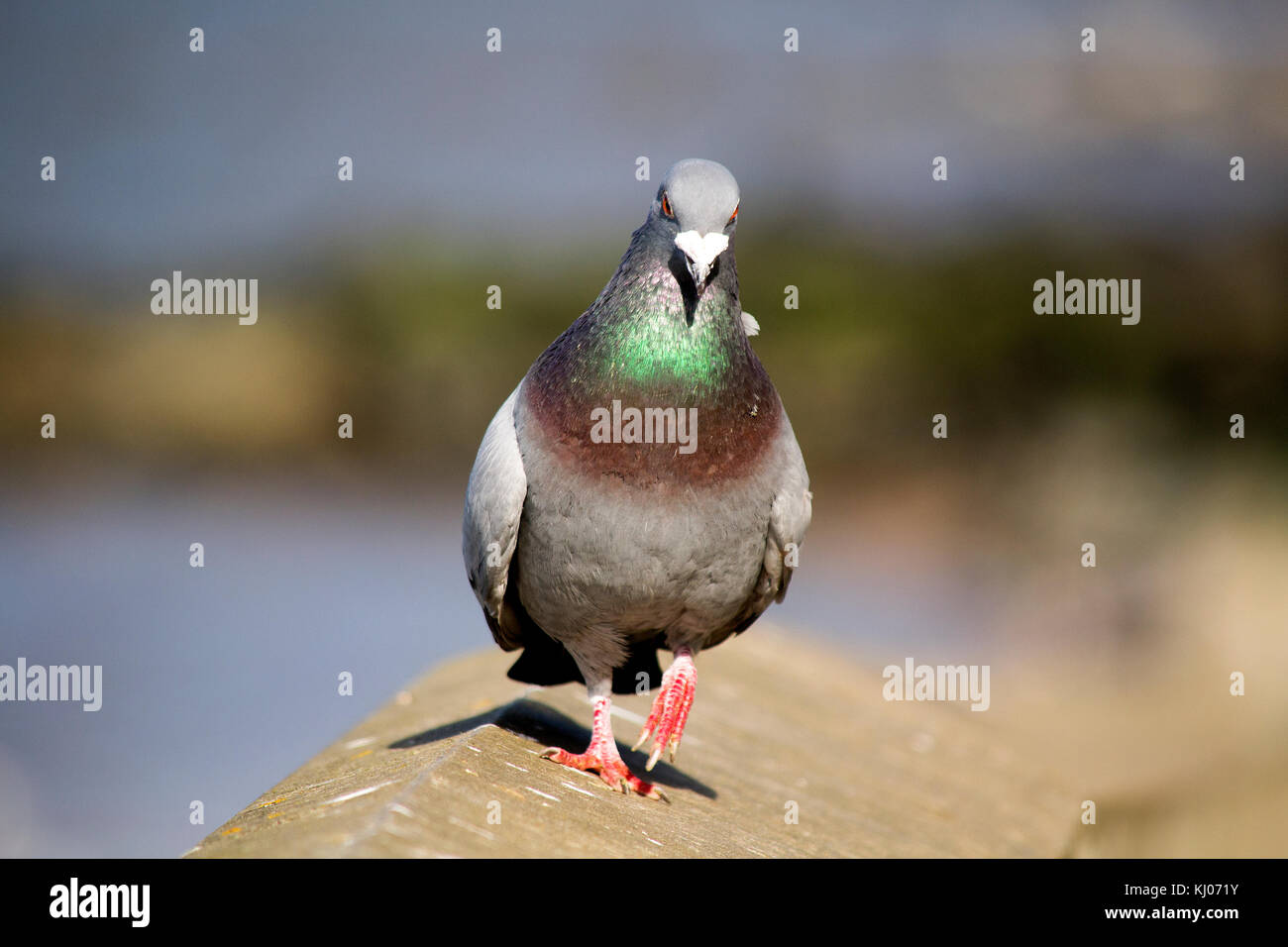 Feral environment hi-res stock photography and images - Alamy
