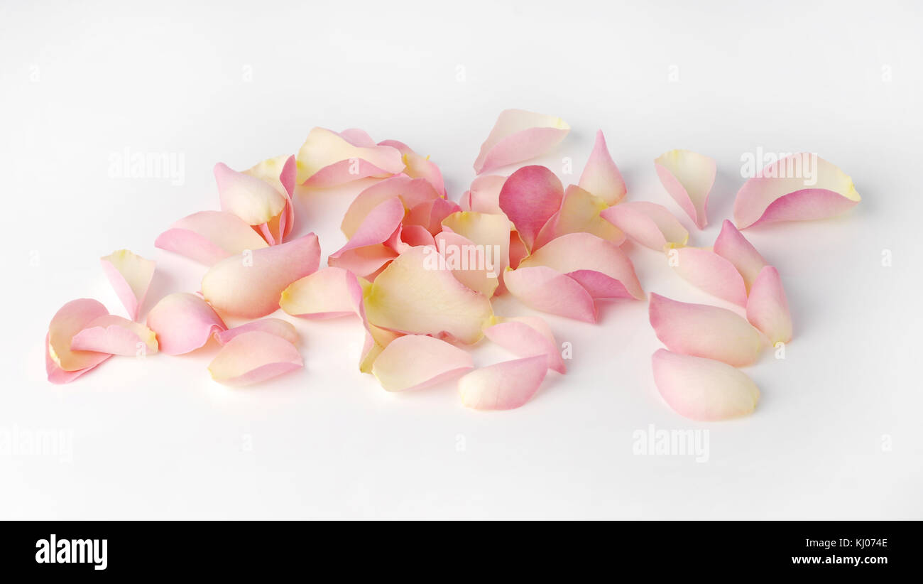 Rose petals isolated on a white background Stock Photo - Alamy