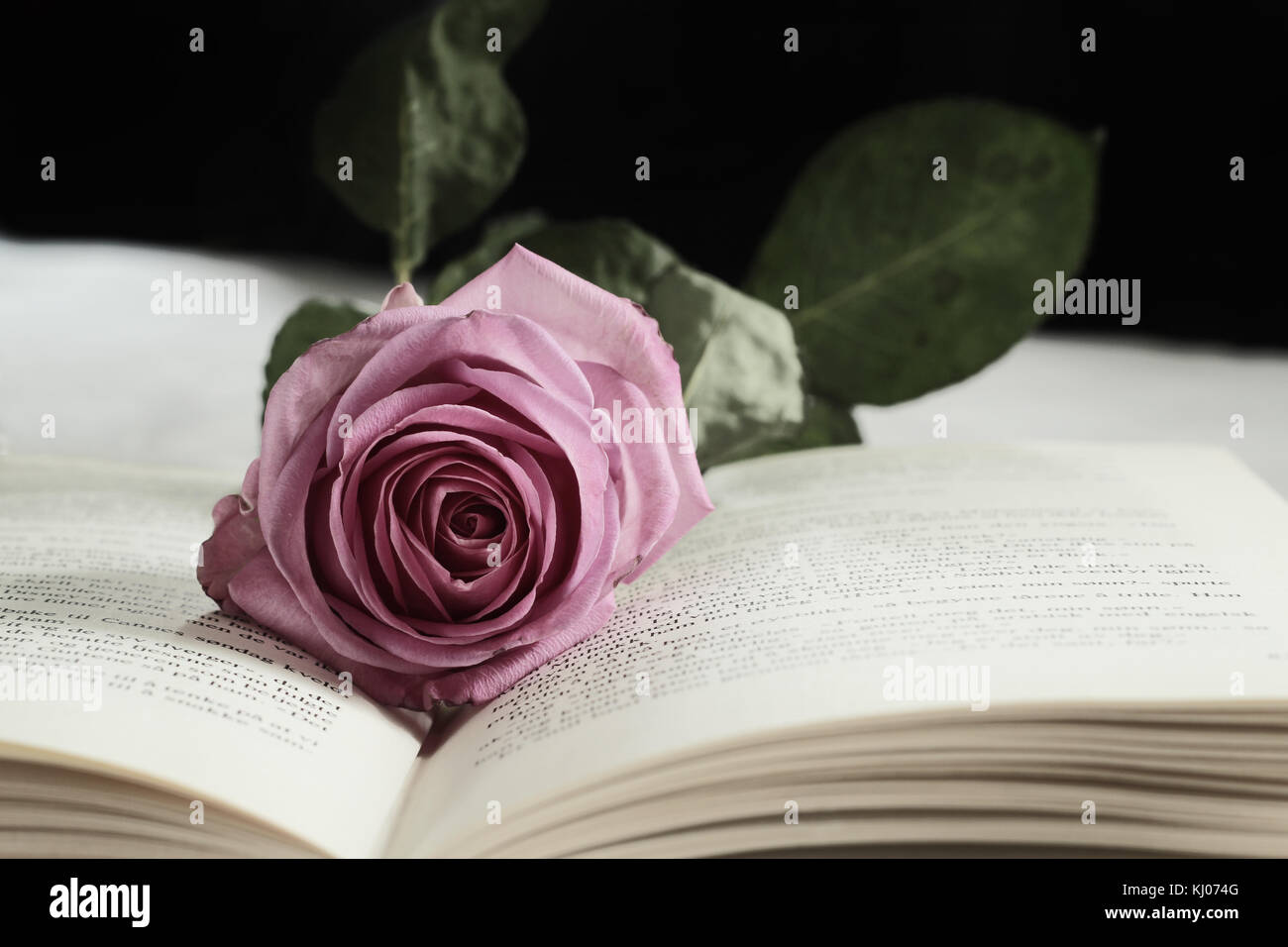 rose in a book Stock Photo Alamy