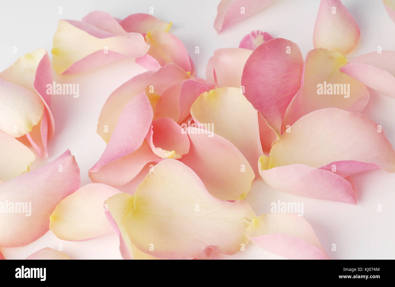 Rose petals isolated on a white background Stock Photo - Alamy