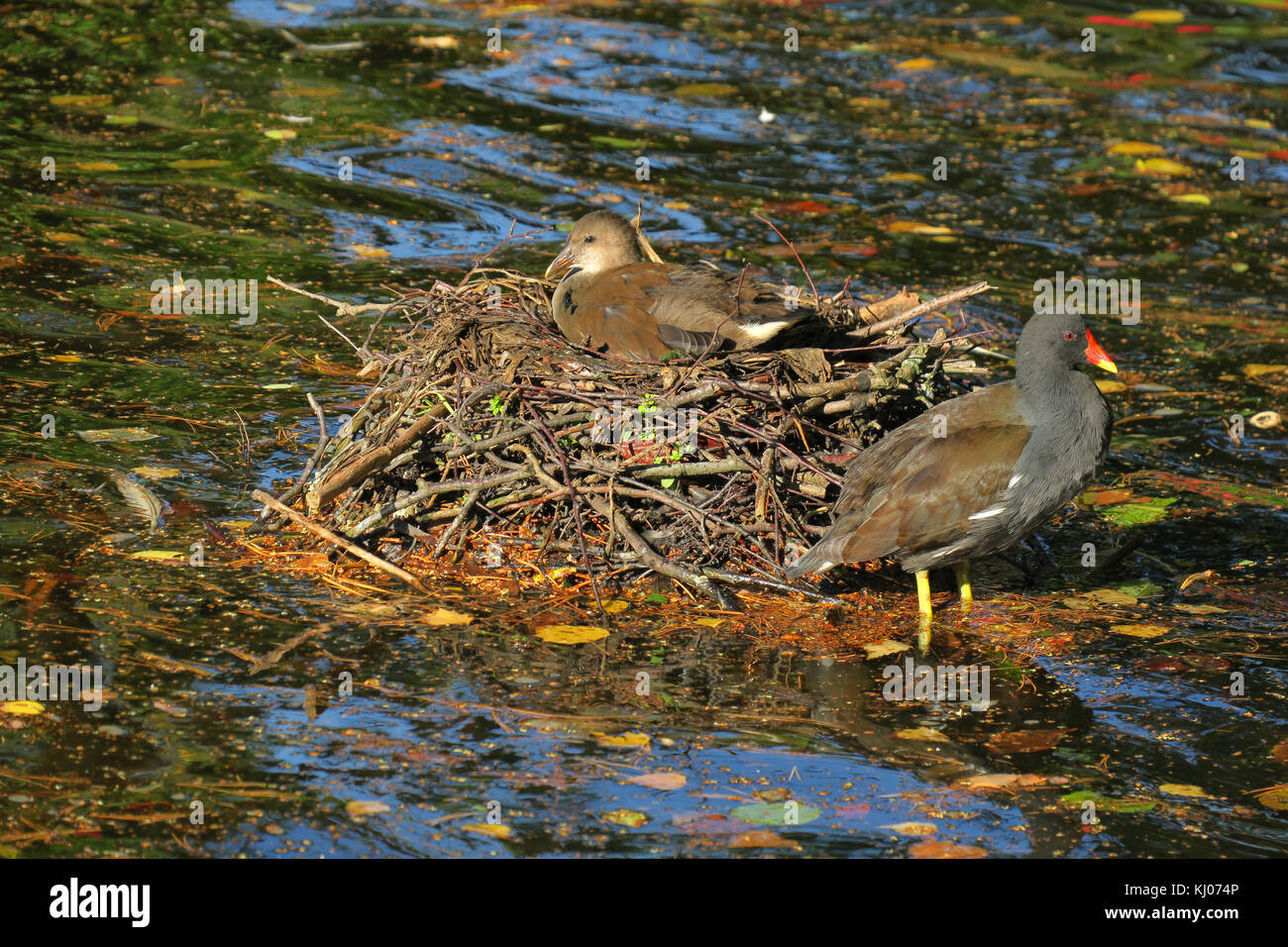 Moorhen with young on nest Stock Photo