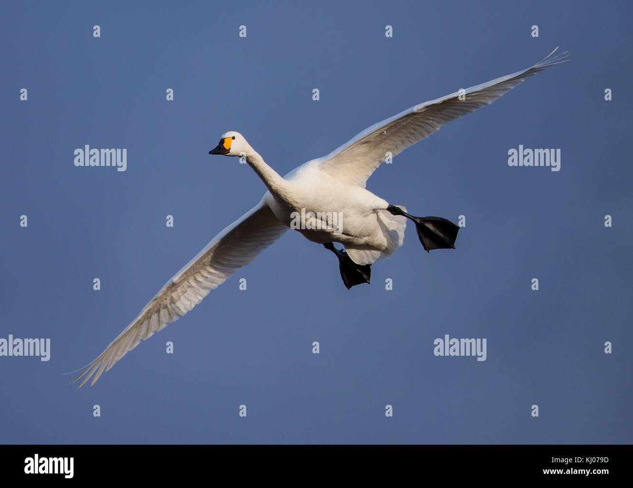 Bewicks Swan coming into land at Slimbridge WWT in Gloucestershire Stock Photo