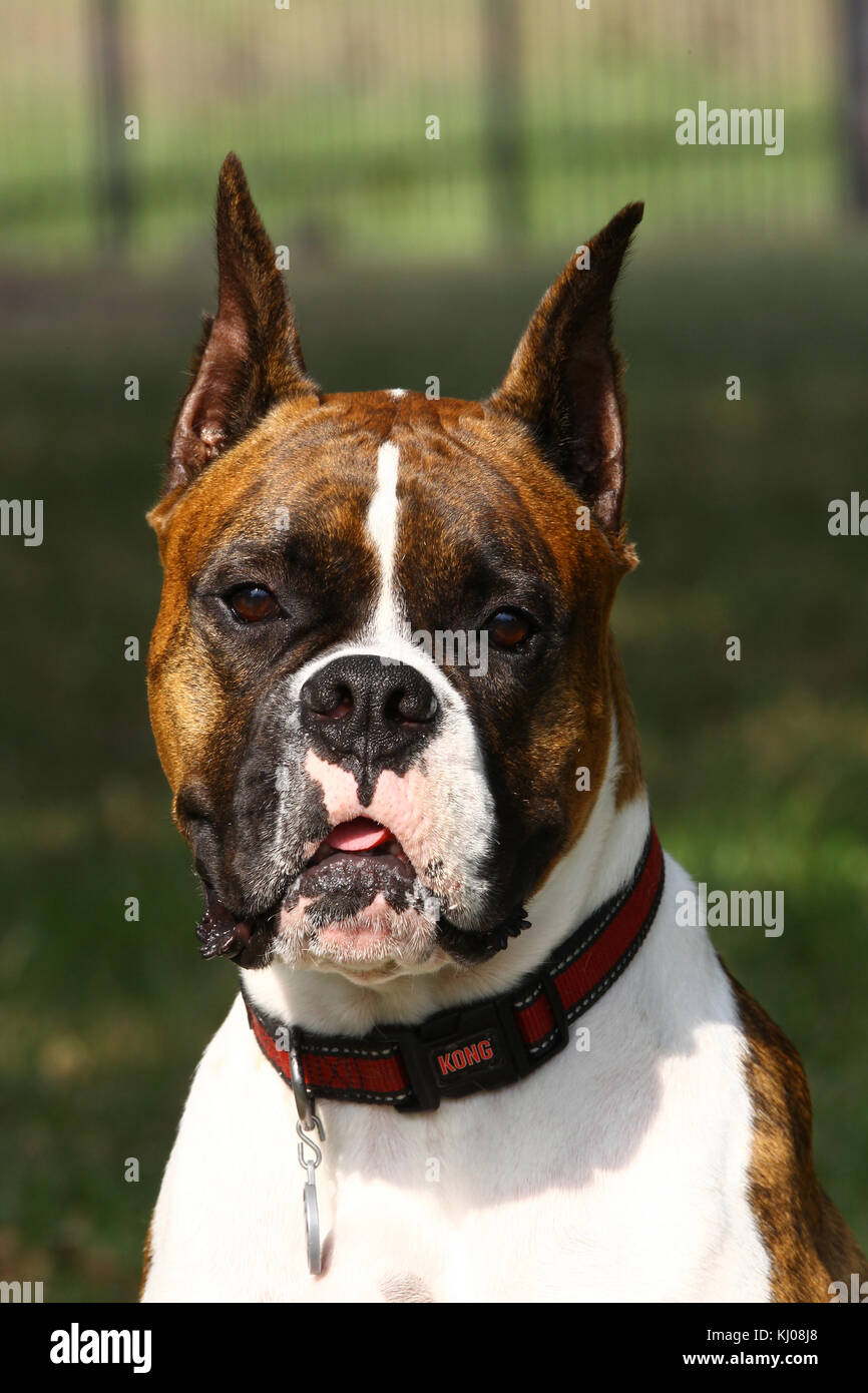 Boxer dog cropped ears hires stock photography and images Alamy