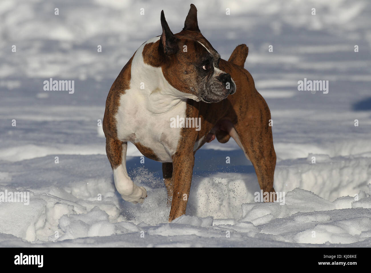 Boxer dog cropped ears hires stock photography and images Alamy