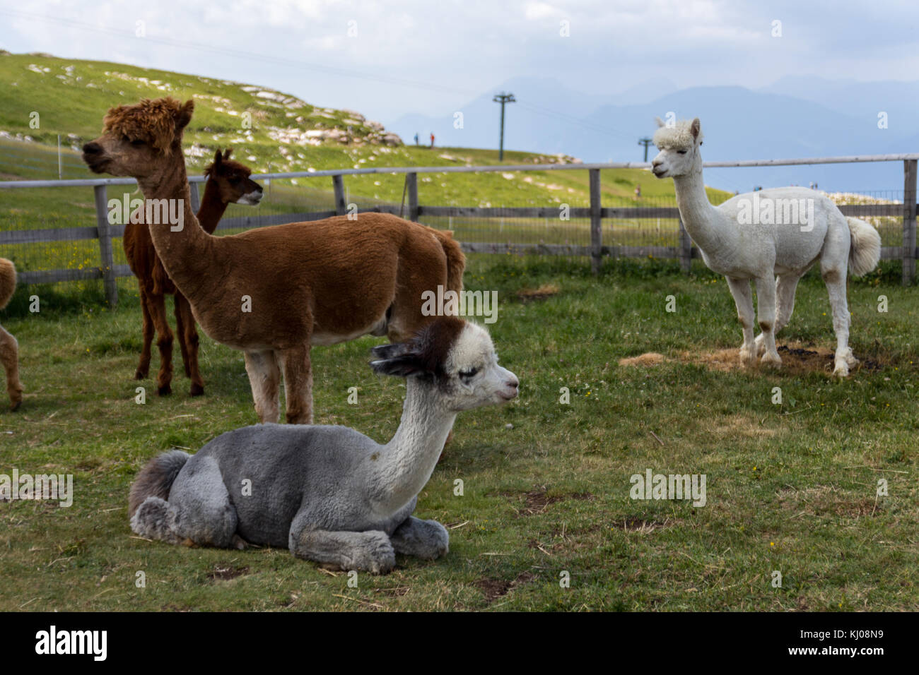 Alpacas on the top of Mountain Baldo (Monta Baldo), Lake Garda, Italy Stock Photo