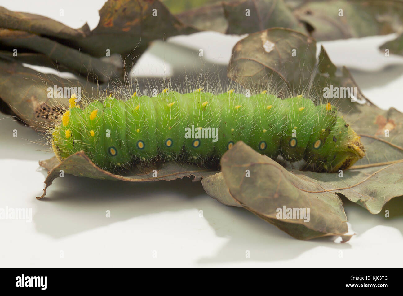IMPERIAL MOTH CATERPILLAR (EACLES IMPERIALIS) Stock Photo