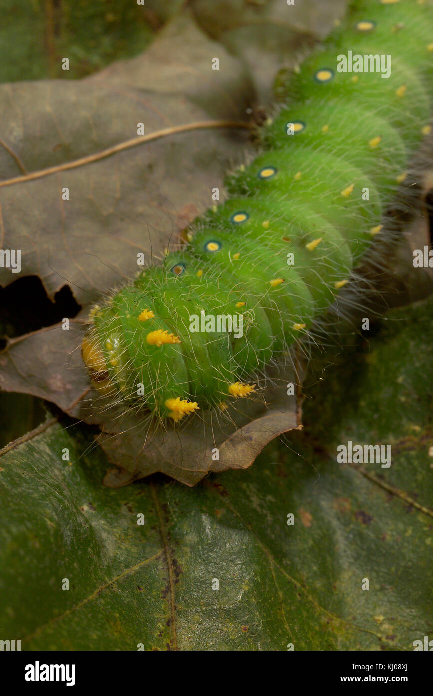 IMPERIAL MOTH CATERPILLAR (EACLES IMPERIALIS) Stock Photo