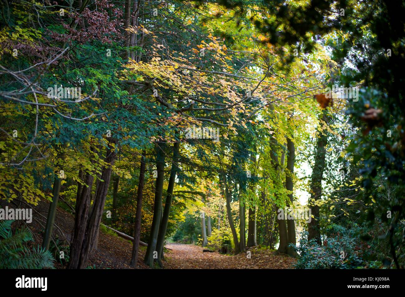 Chiltern Estate, National Trust Stock Photo Alamy