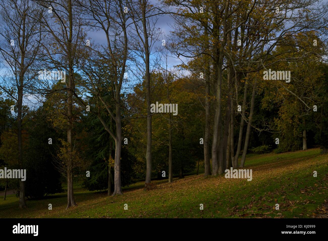 Chiltern Estate, National Trust Stock Photo Alamy