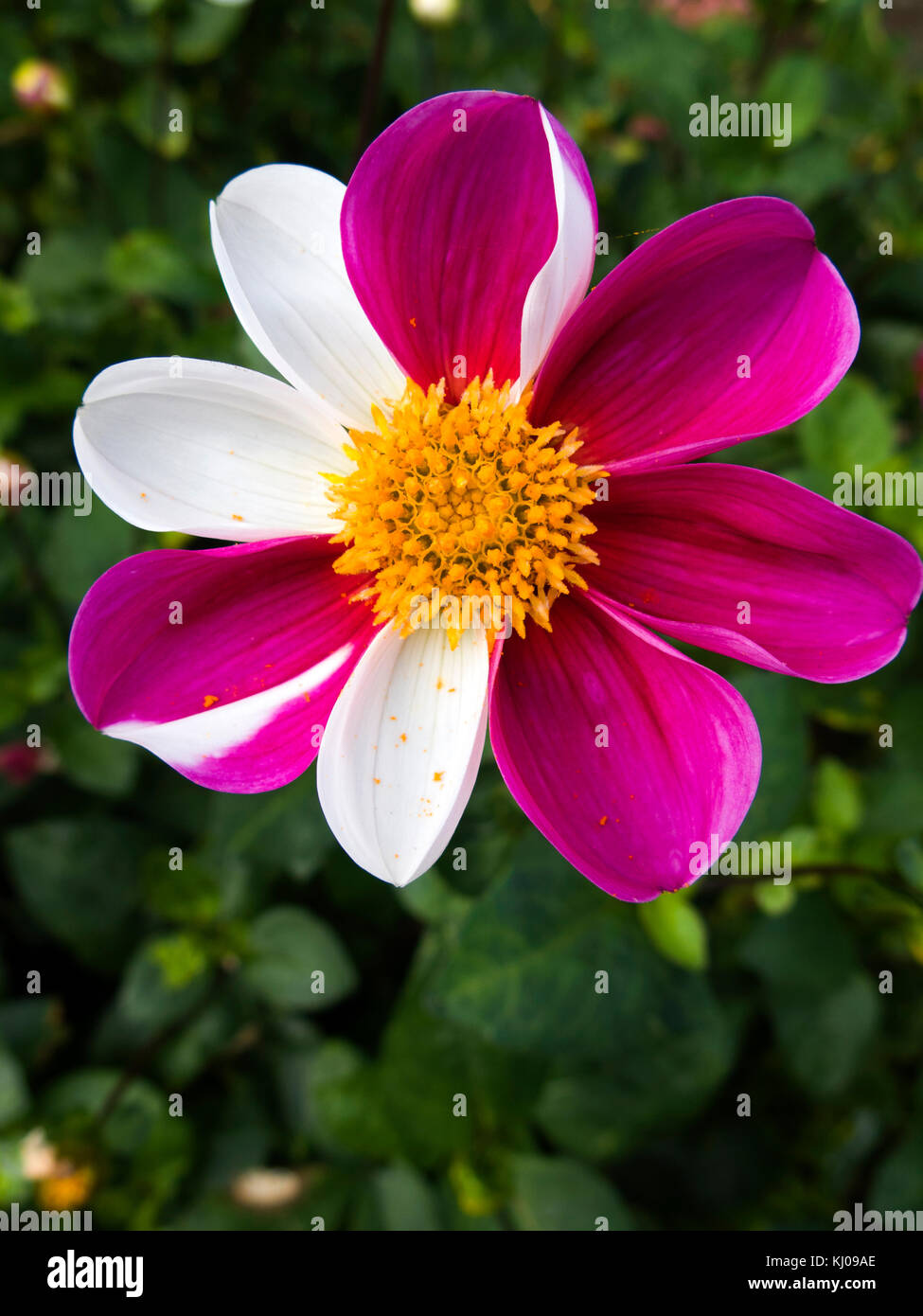 Purple and white flower flower hi-res stock photography and images - Alamy