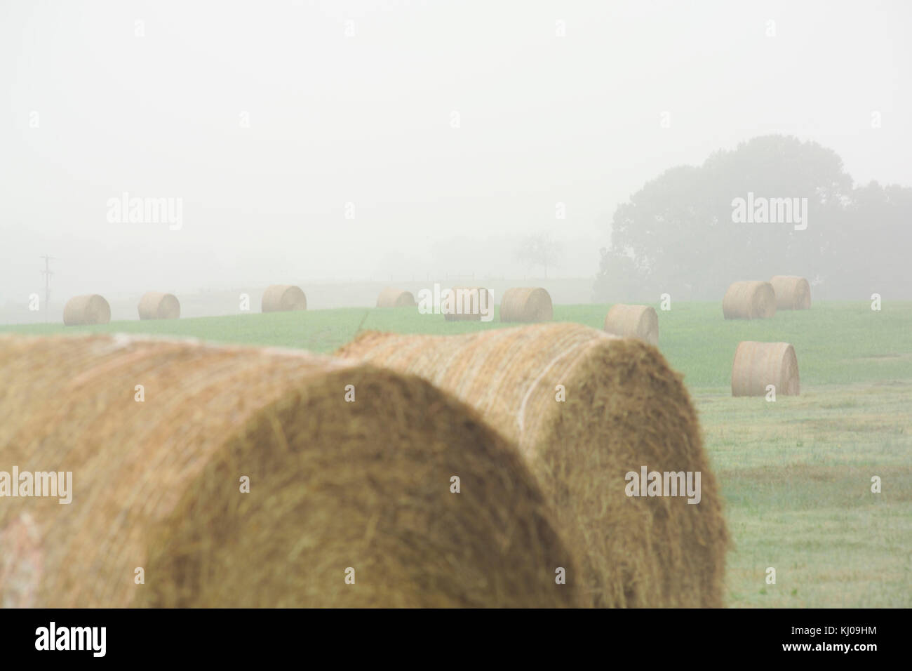 ROUND HAY BALES IN FOGGY FIELD Stock Photo - Alamy