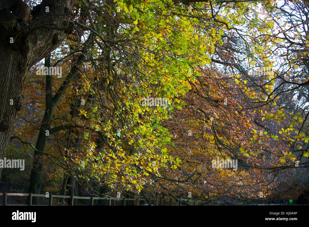 Ashridge park woods hires stock photography and images Alamy