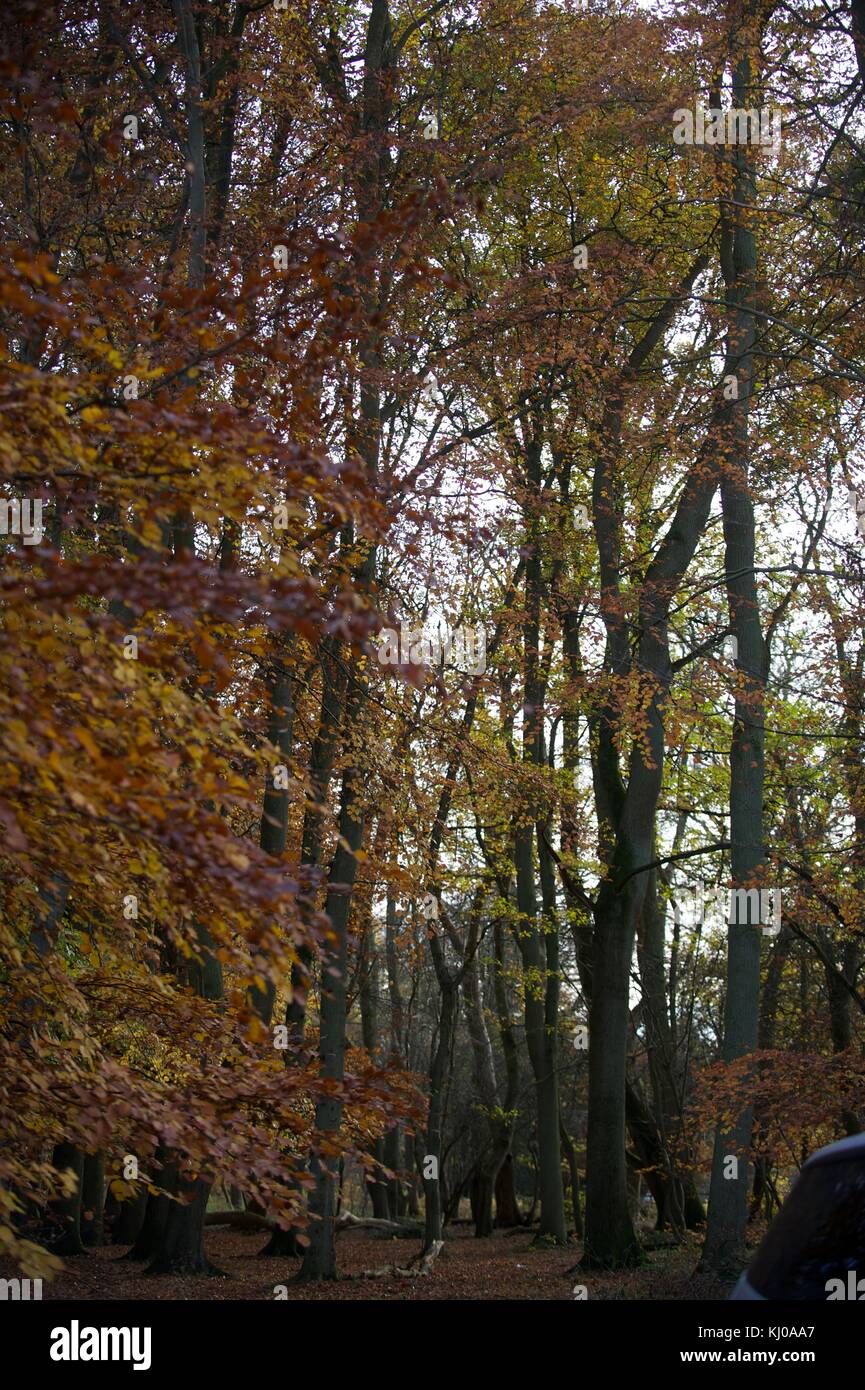 Ashridge Forest Stock Photo Alamy