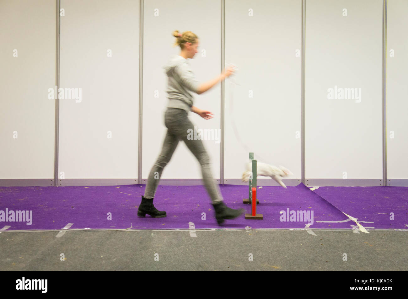 Rabbit Jumping, Hopping, Bunny Hop, National exhibition of farming