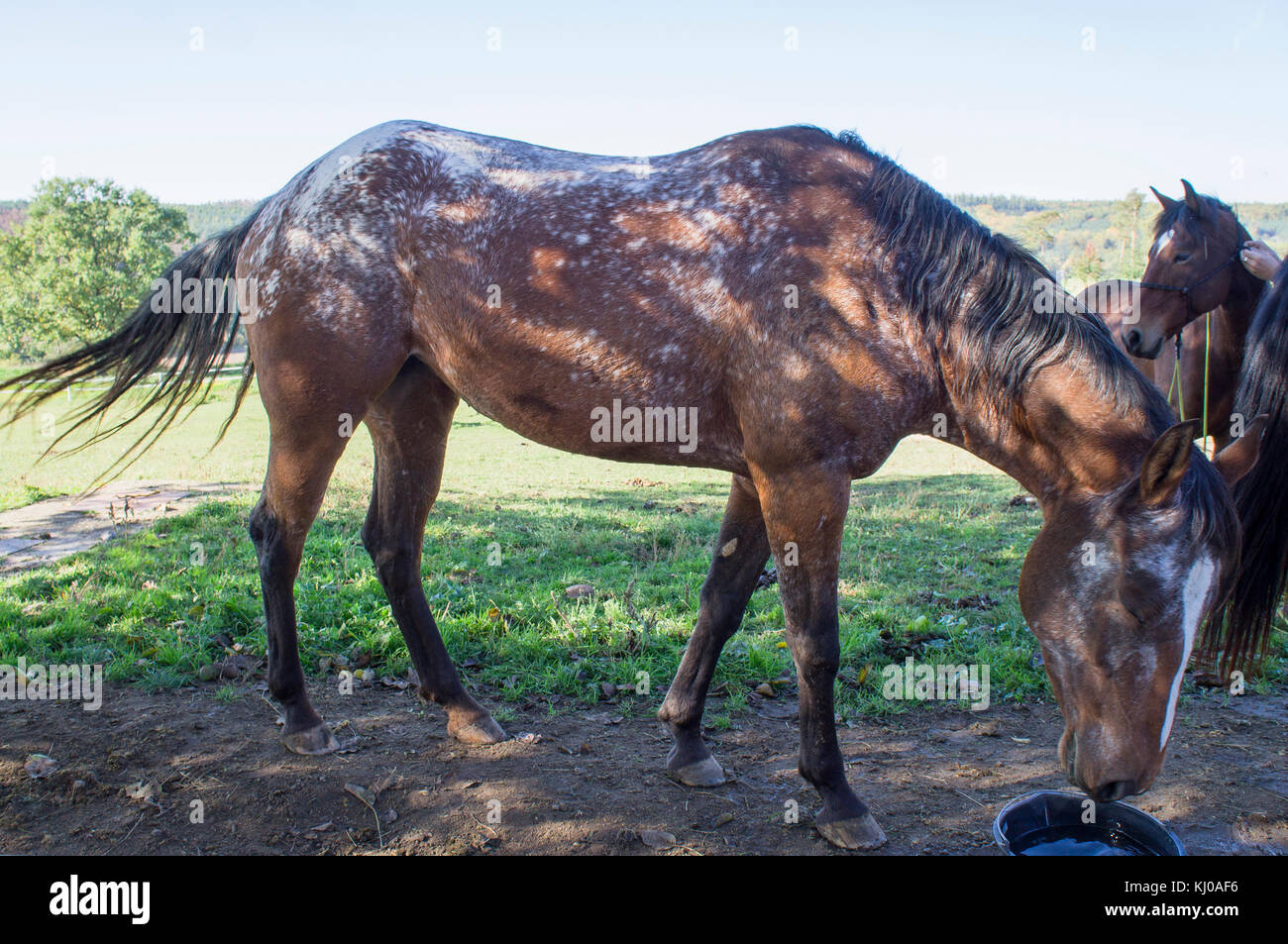 Appaloosa horse breed