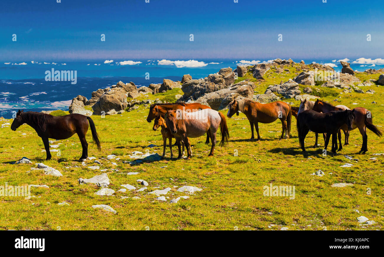 Beautiful landscape with wild horses in the mountain Stock Photo - Alamy