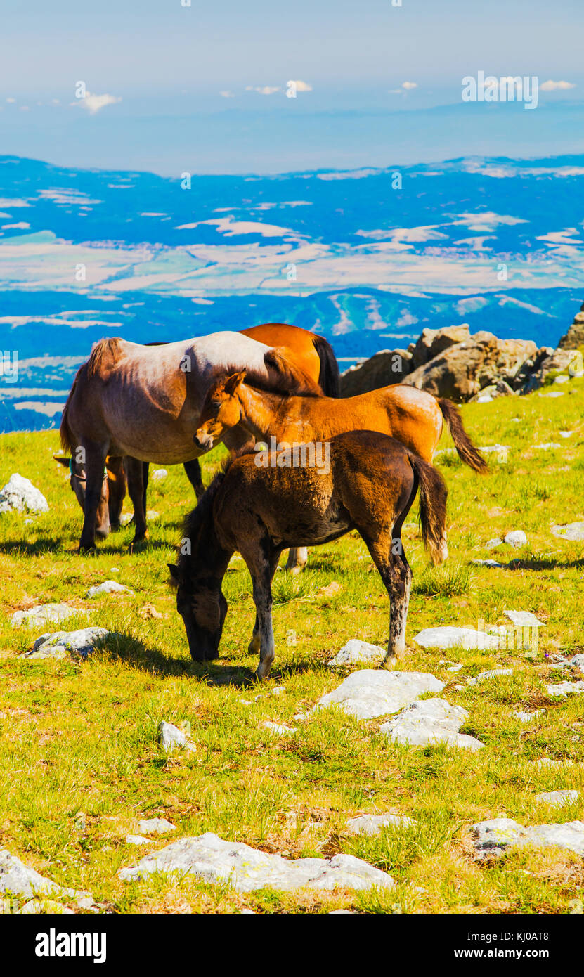 Beautiful landscape with wild horses in the mountain Stock Photo - Alamy