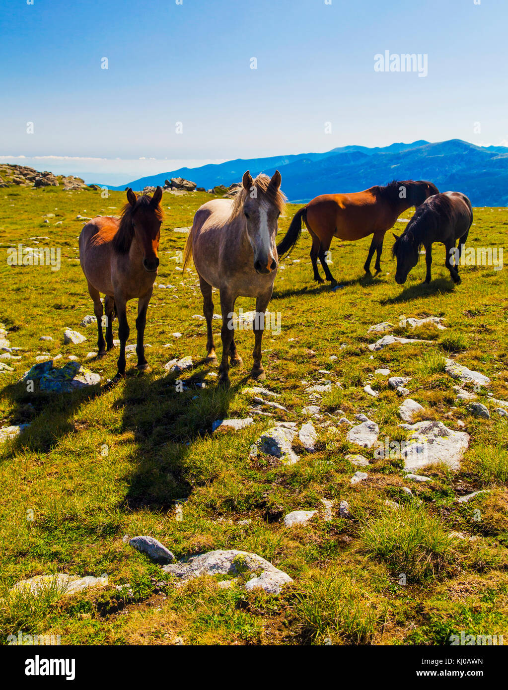 Beautiful landscape with wild horses in the mountain Stock Photo - Alamy