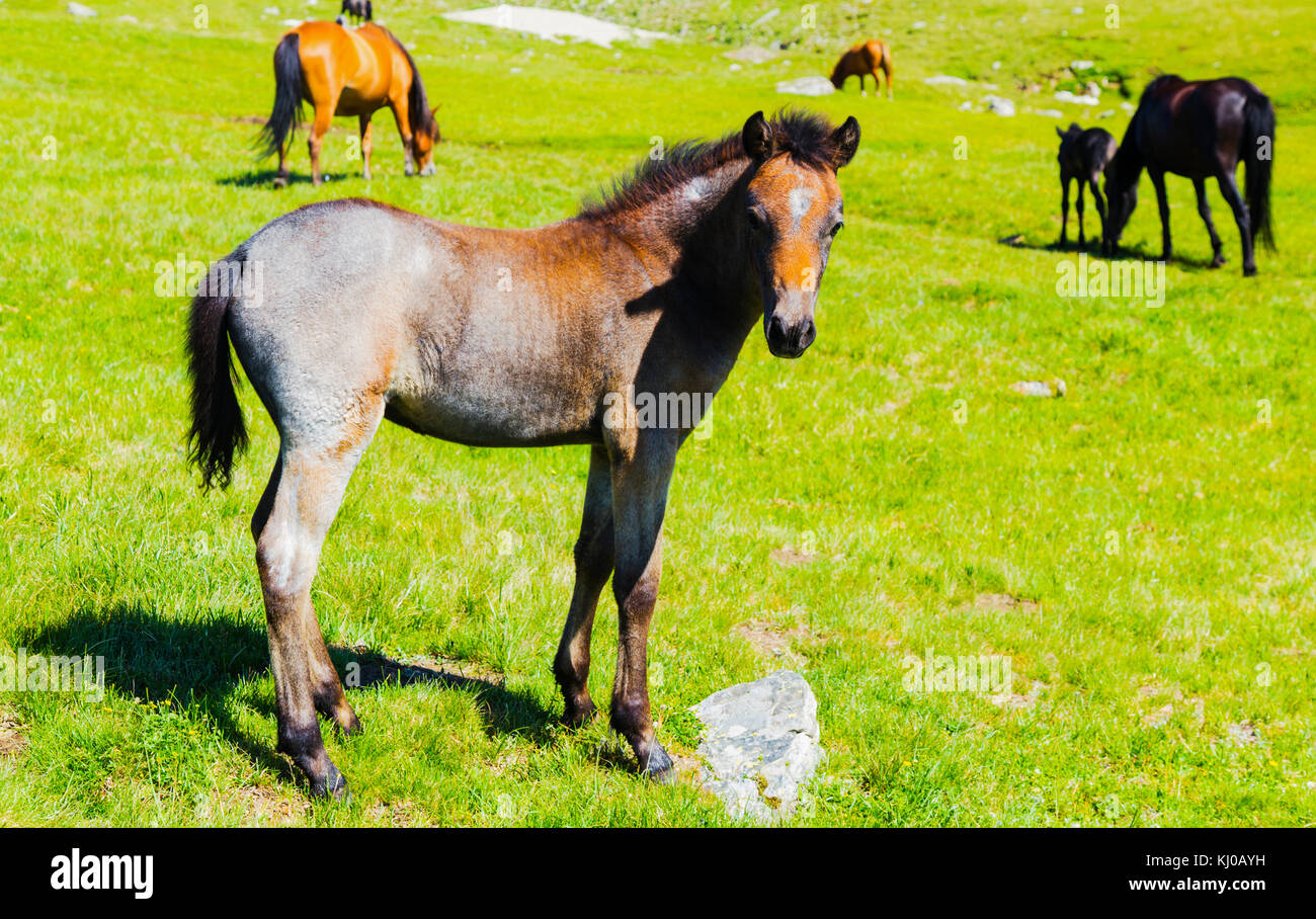 Beautiful landscape with wild horses in the mountain Stock Photo - Alamy