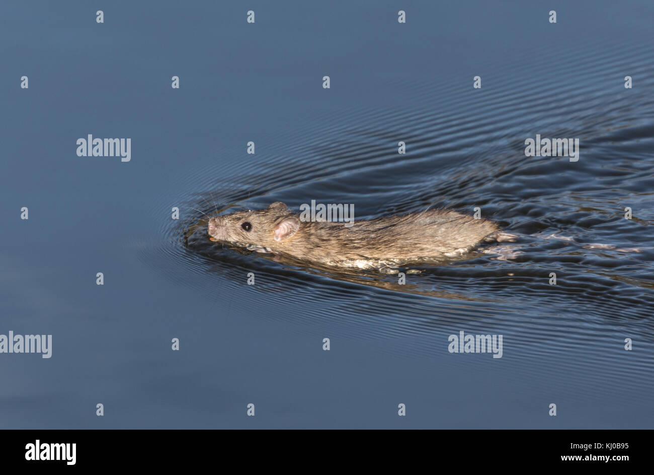 A Young Brown Rat, swimming in open view, UK Stock Photo Alamy