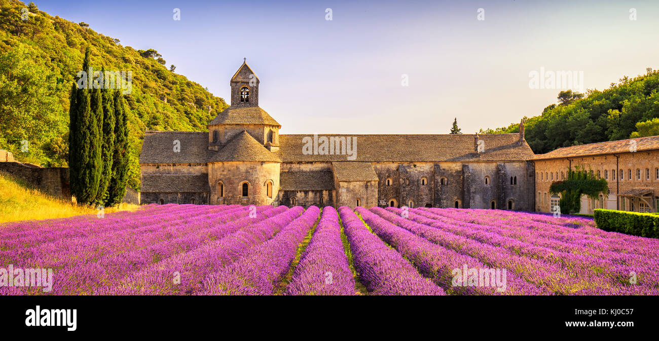 Abbey of Senanque and blooming rows lavender flowers panorama at sunset. Gordes, Luberon, Vaucluse, Provence, France, Europe. Stock Photo