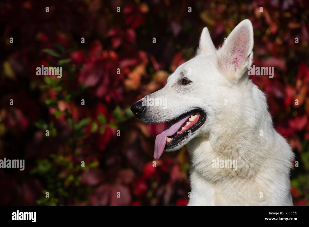 White Swiss shepherd dog Stock Photo