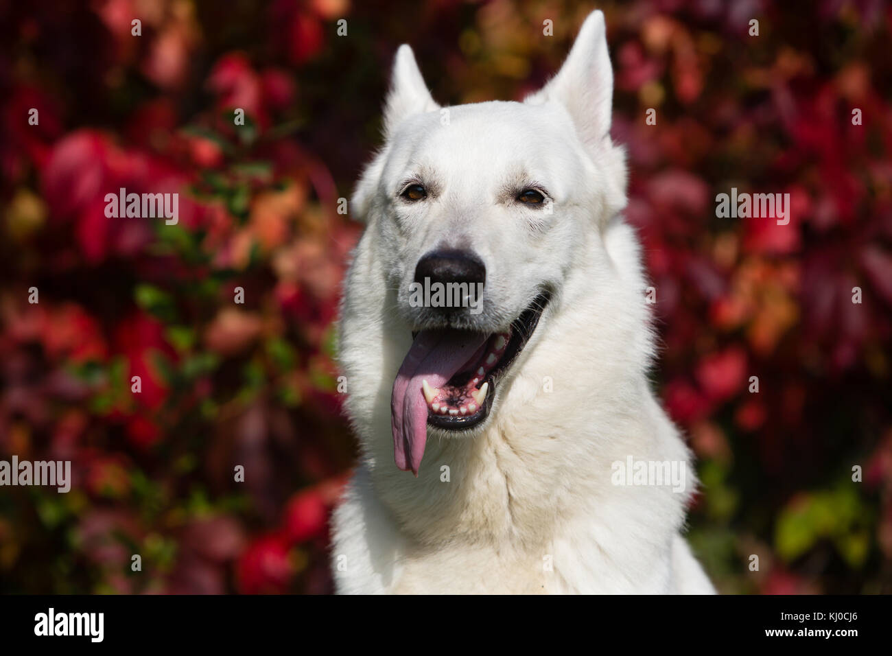 White Swiss shepherd dog Stock Photo