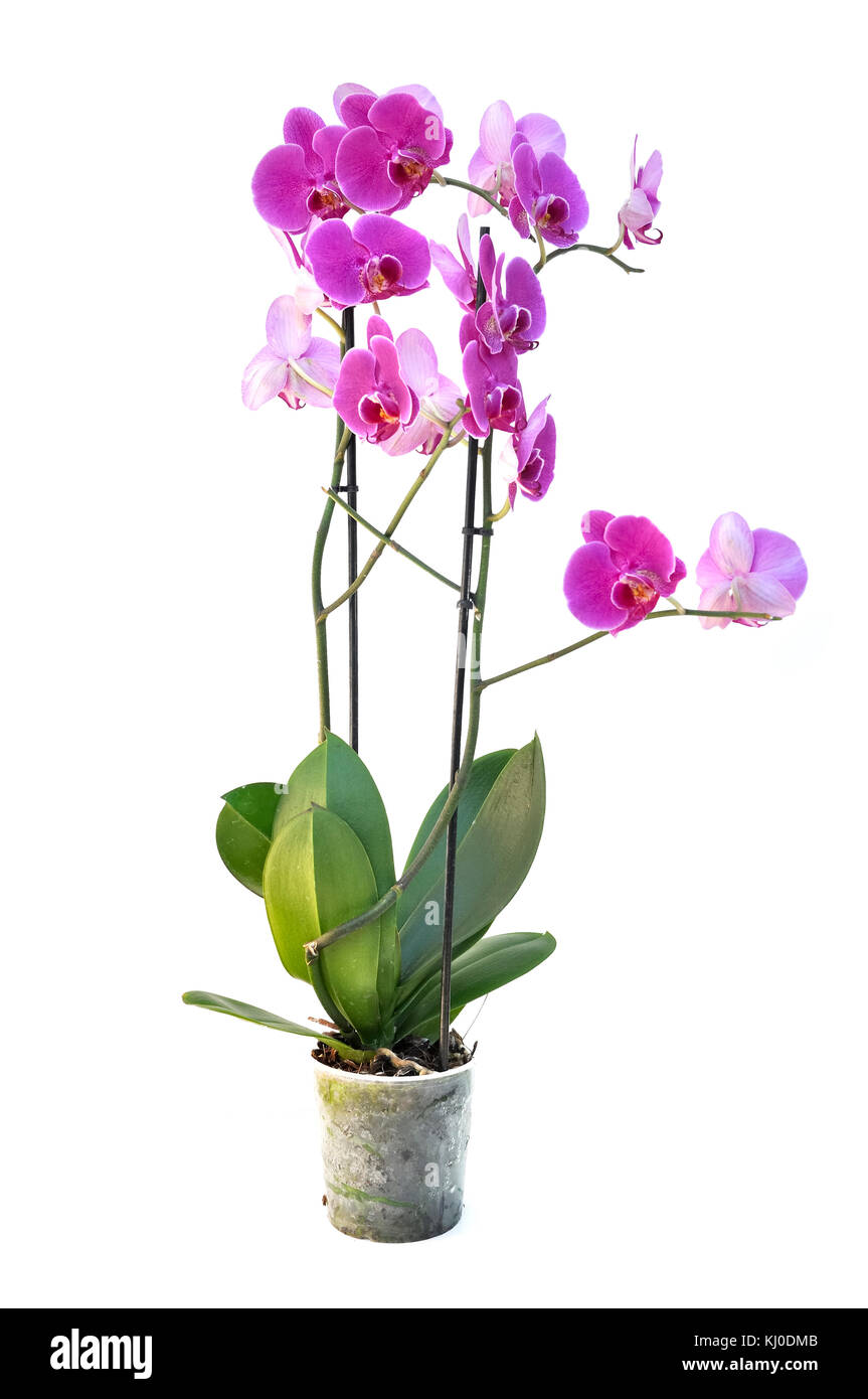 beautiful pink orchid isolated on white background Stock Photo - Alamy