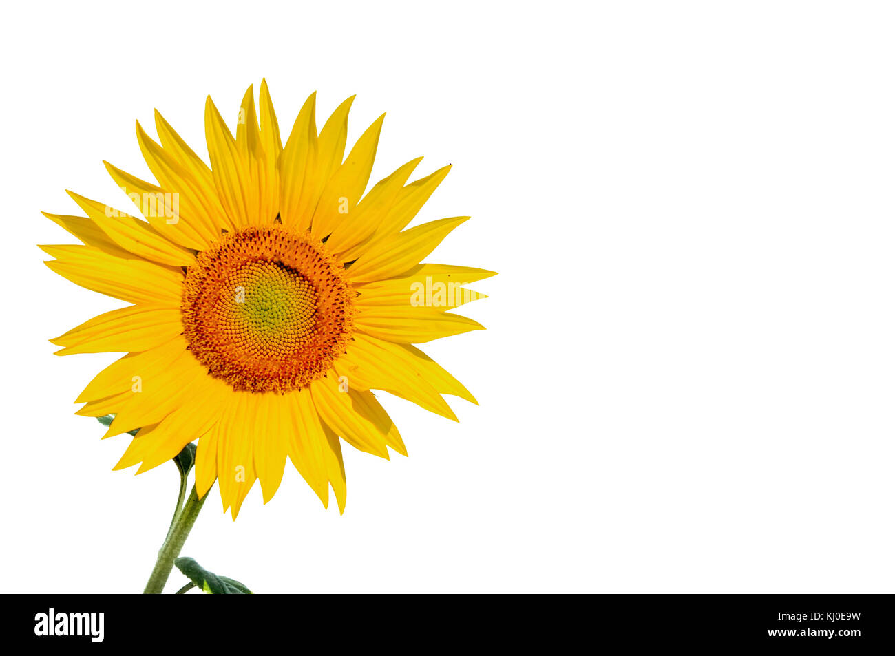 sunflower isolated on white background Stock Photo - Alamy