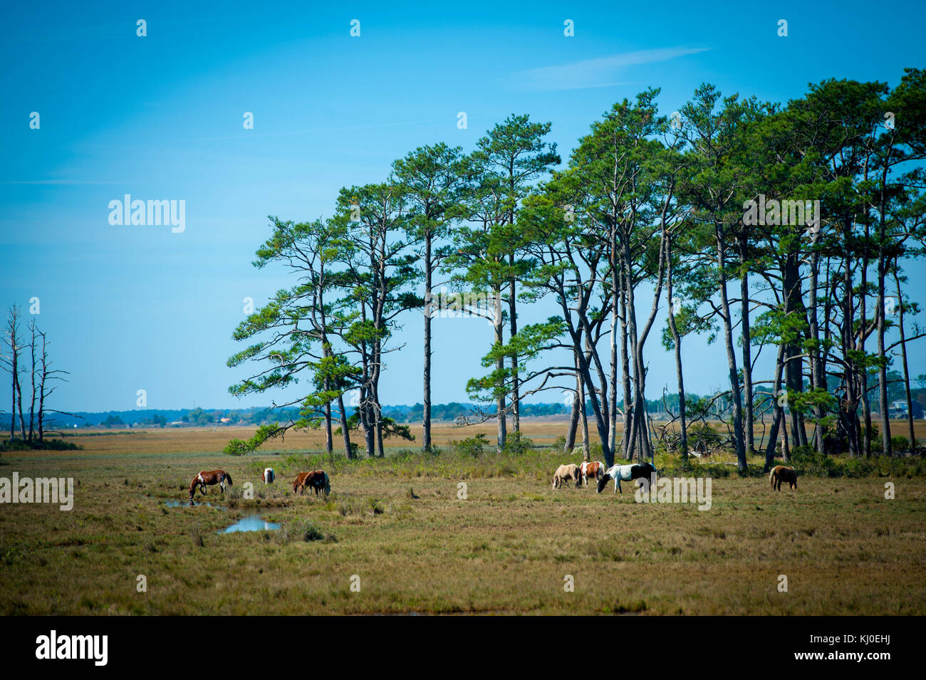 USA Virginia VA Assateague Island National Seashore Wild ponies among pine trees and salt marsh grass Stock Photo