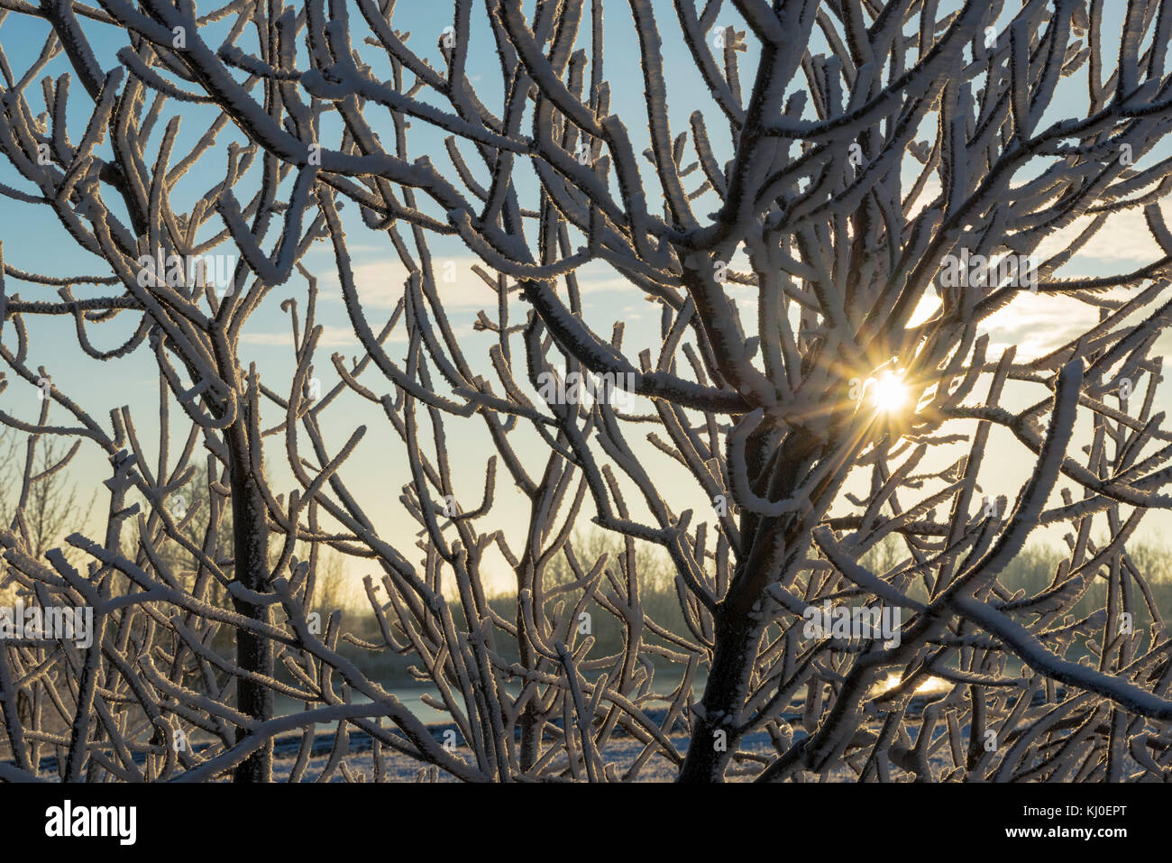 Sun peaking through some frosty branches Stock Photo