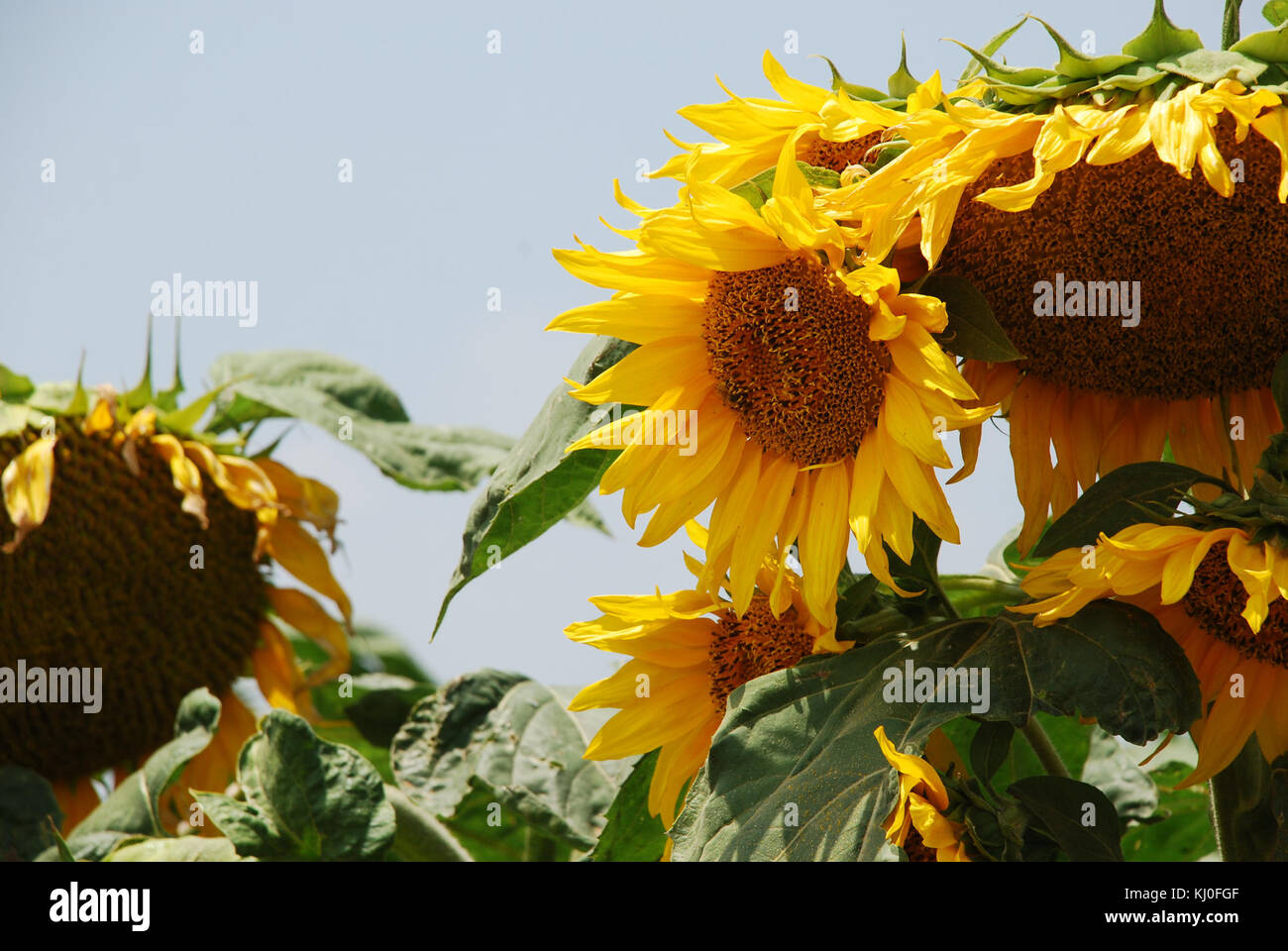 Israel 39835 Plants of Israel Stock Photo - Alamy
