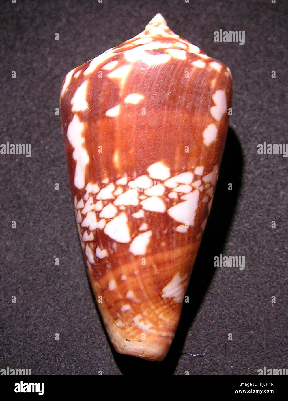 Conus amadis 007 Stock Photo Alamy