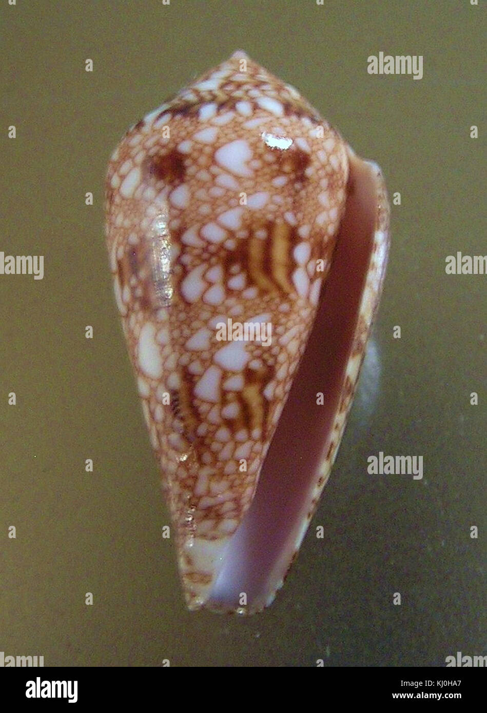Conus dalli 001 Stock Photo - Alamy